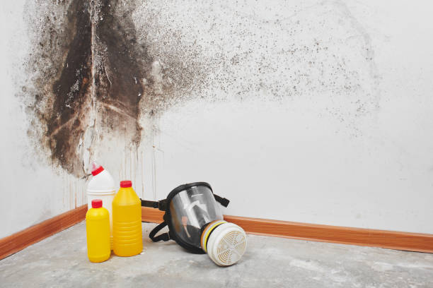 Best Mold Testing  in Staples, MN