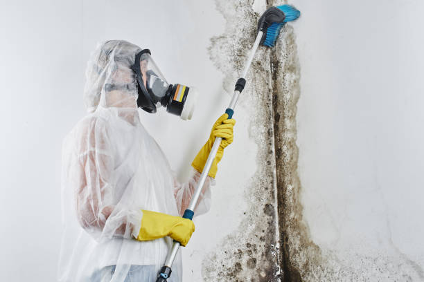 Professional Mold Removal in Staples, MN