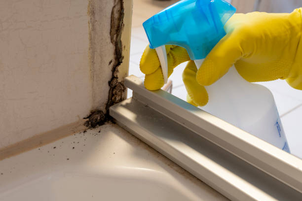 Best Residential Mold Removal  in Staples, MN
