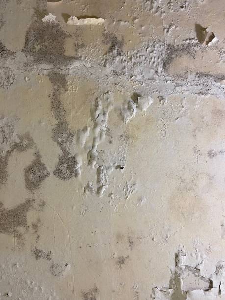 Best Attic Mold Removal  in Staples, MN