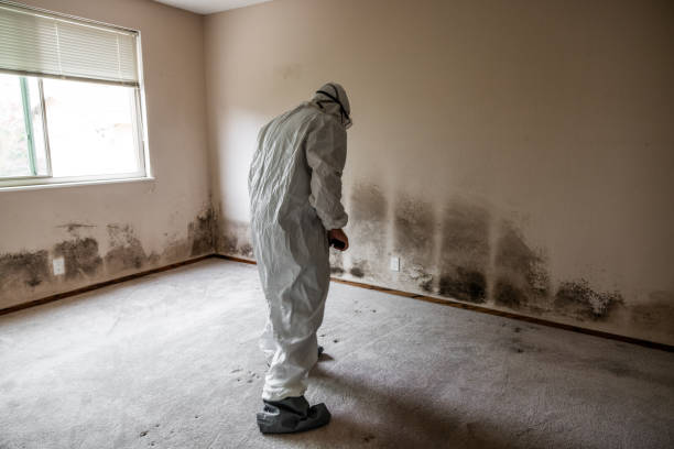 Mold Removal Process in Staples, MN