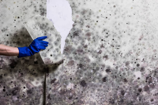 Best Mold Cleaning Services  in Staples, MN